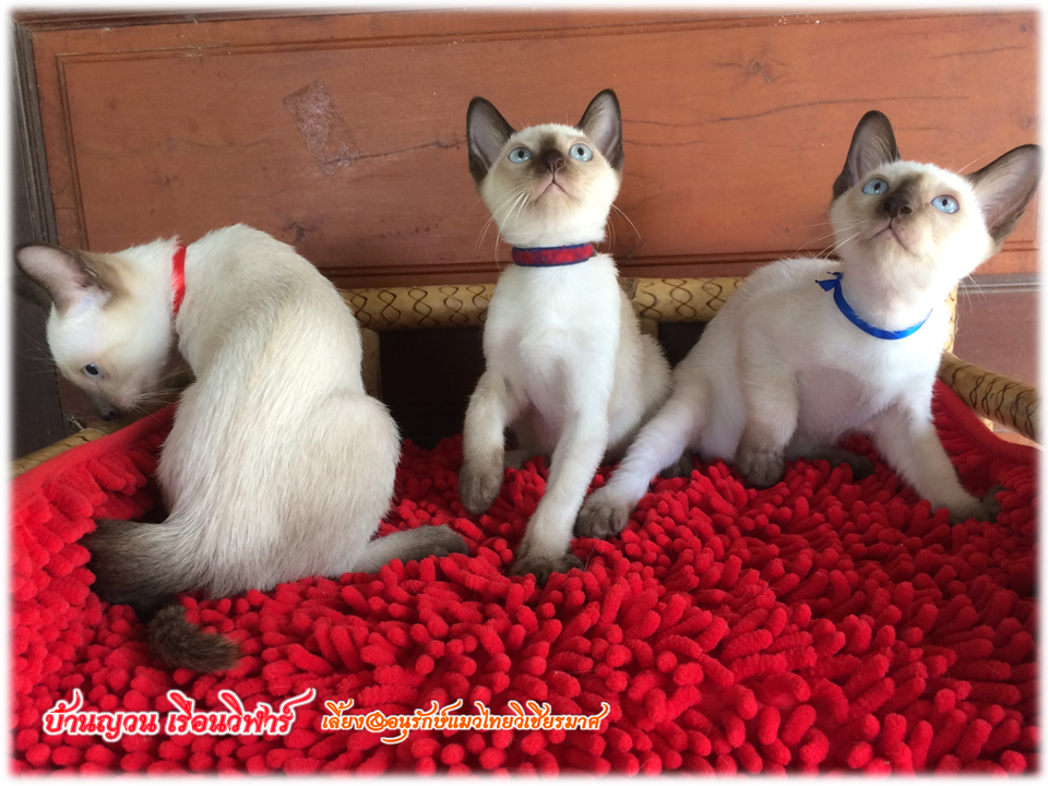 น้องแมวมาใหม่ วันที่ 28/4/2560