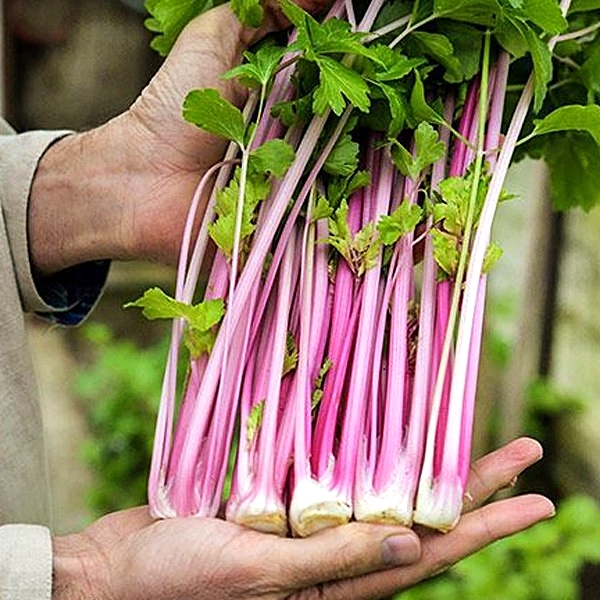 เมล็ดพันธุ์ คื่นฉ่ายสีชมพู Chinese Pink Celery Seed