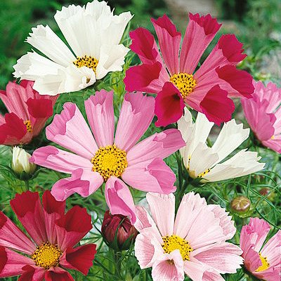 (Whole 1 Oz) ดาวกระจายซีเชล - Sea Shells Cosmos Flower