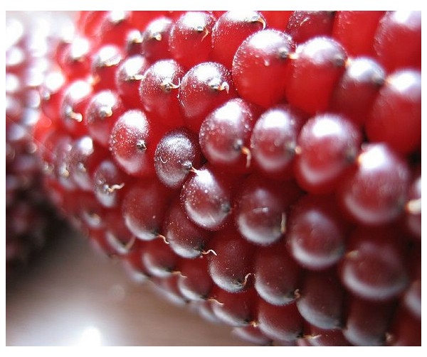 ข้าวโพดสตรอเบอรี่ - Strawberry corn