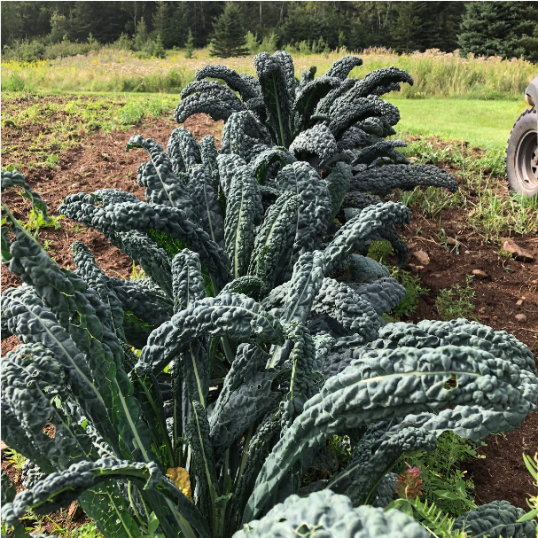 (Whole 1 Oz.) เมล็ดพันธุ์เคล แบล็คเมจิค - Black Magic Kale Seed