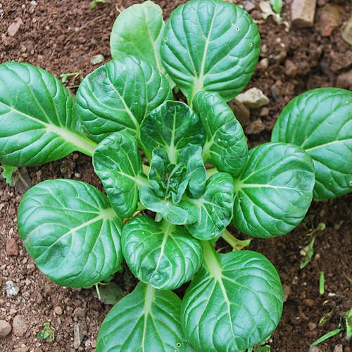 ผักกวางตุ้ง แทตฉ่อย - Tat Soi Chinese flat cabbage