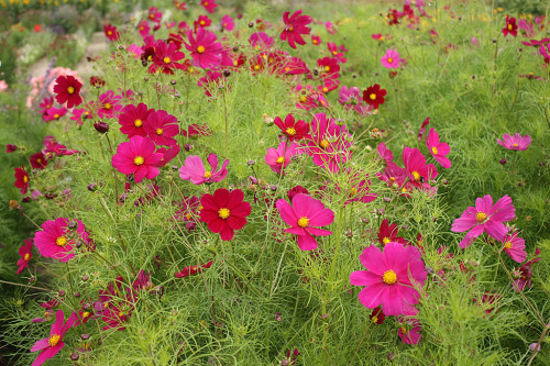 (Whole 1 Oz) ดาวกระจายสีแดง - Red Dazzler Cosmos