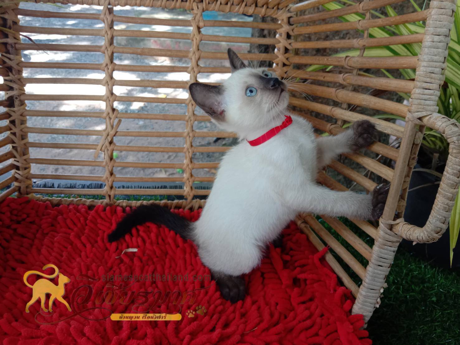 น้องแมววิเชียรมาศ รุ่น 26/2565