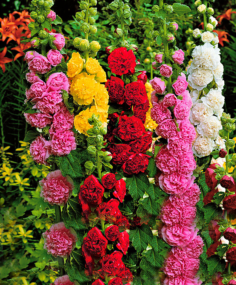 เมล็ดพันธุ์ ดอกโฮลลี่ฮ็อคซ้อนคละสี - Mix Double Hollyhock Flower