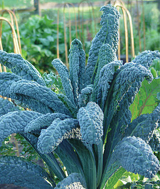 เมล็ดพันธุ์ เคลลาชินาโต - Lacinato Kale