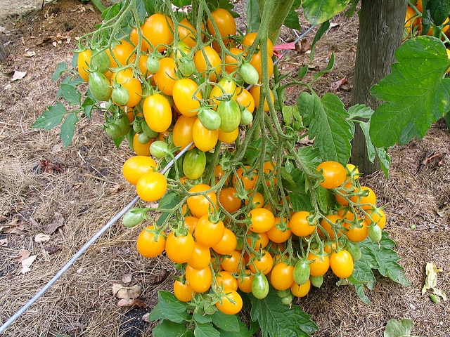 มะเขือเทศอิลดิ - Ildi Tomato