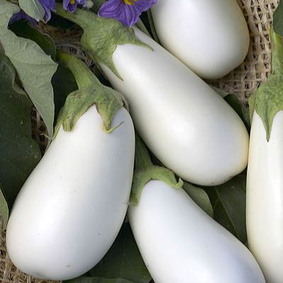 มะเขือขาวแคสเปอร์ - Casper Eggplant