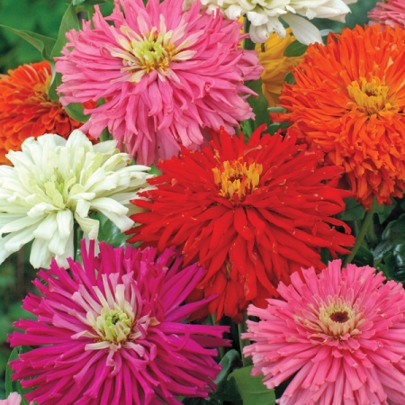 บานชื่นแคคตัส คละสี - Cactus zinnia flower Mix