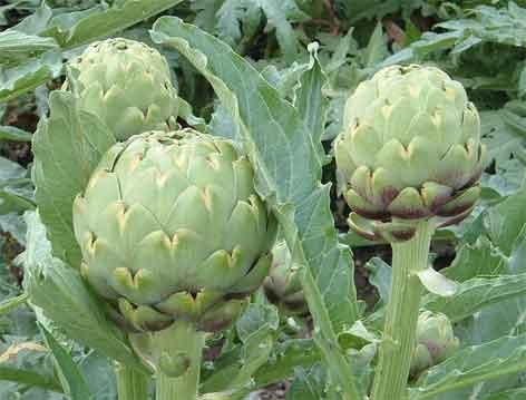 อาติโช้ค - Artichoke Green Globe