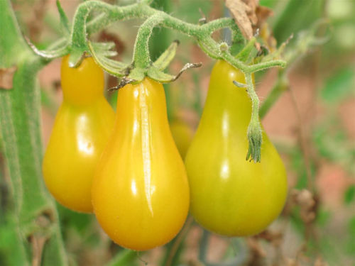 มะเขือเทศลูกแพรสีเหลือง - Yellow Pear Tomato