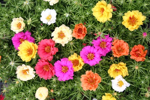 ดอกแพรเซียงไฮ้ ดอกซ้อนคละสี - Portulaca Double Mix