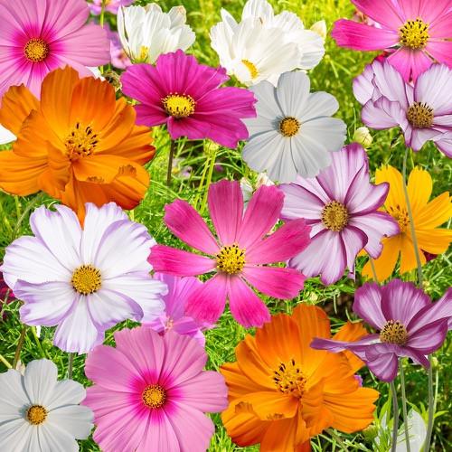 (Whole 1 LB) ดาวกระจายคละสี - Mixed Cosmos Flower