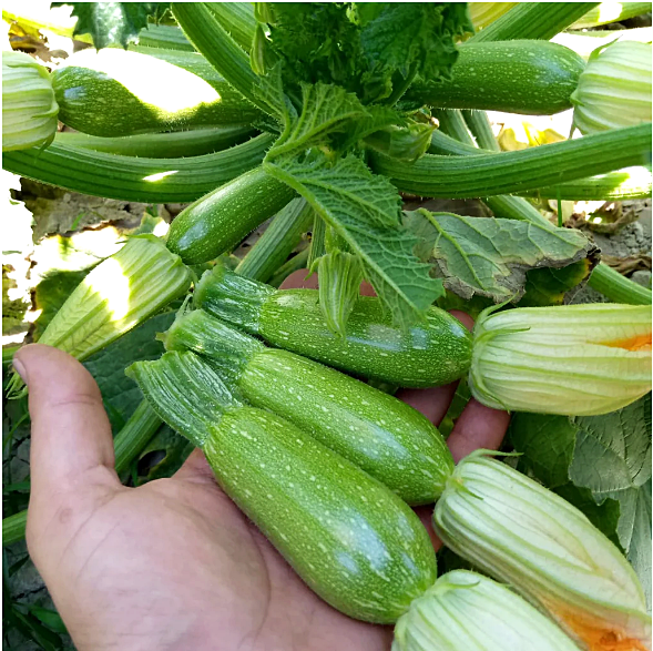 เมล็ดพันธุ์ ฟักทองซูกินี เกรย์ Gray Zucchini Squash Seed