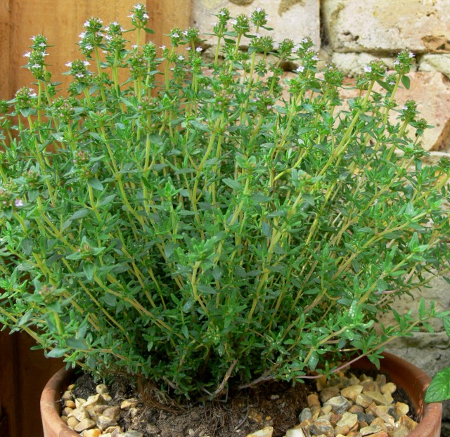 ไทม์ - Thyme