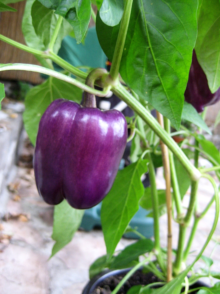 เมล็ดพันธุ์ พริกหวานม่วง ไลแลค เบล Lilac Bell Sweet Pepper