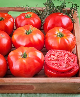 มะเขือเทศสเต็กสีแดง - Red Beefsteak Tomato