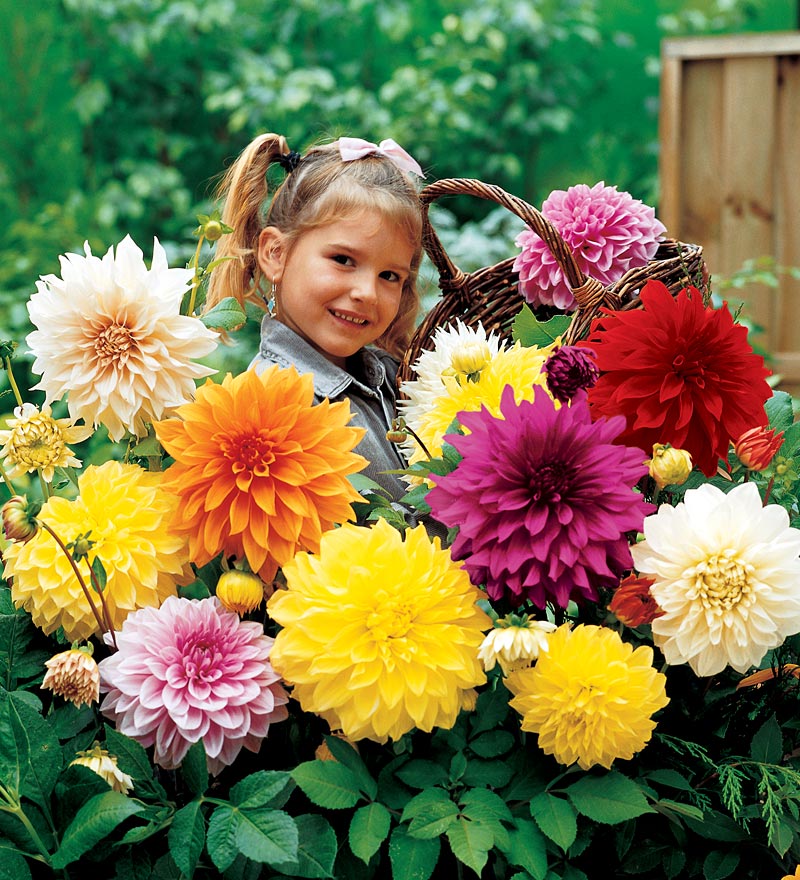 ดาเลียดินเนอร์เพลต(ดอกรักเร่) คละสี - Mix Dinner Plate Dahlia Flower