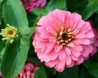 (Whole 1 Oz) ดอกบานชื่นสีชมพู - Pink Zinnia Flower
