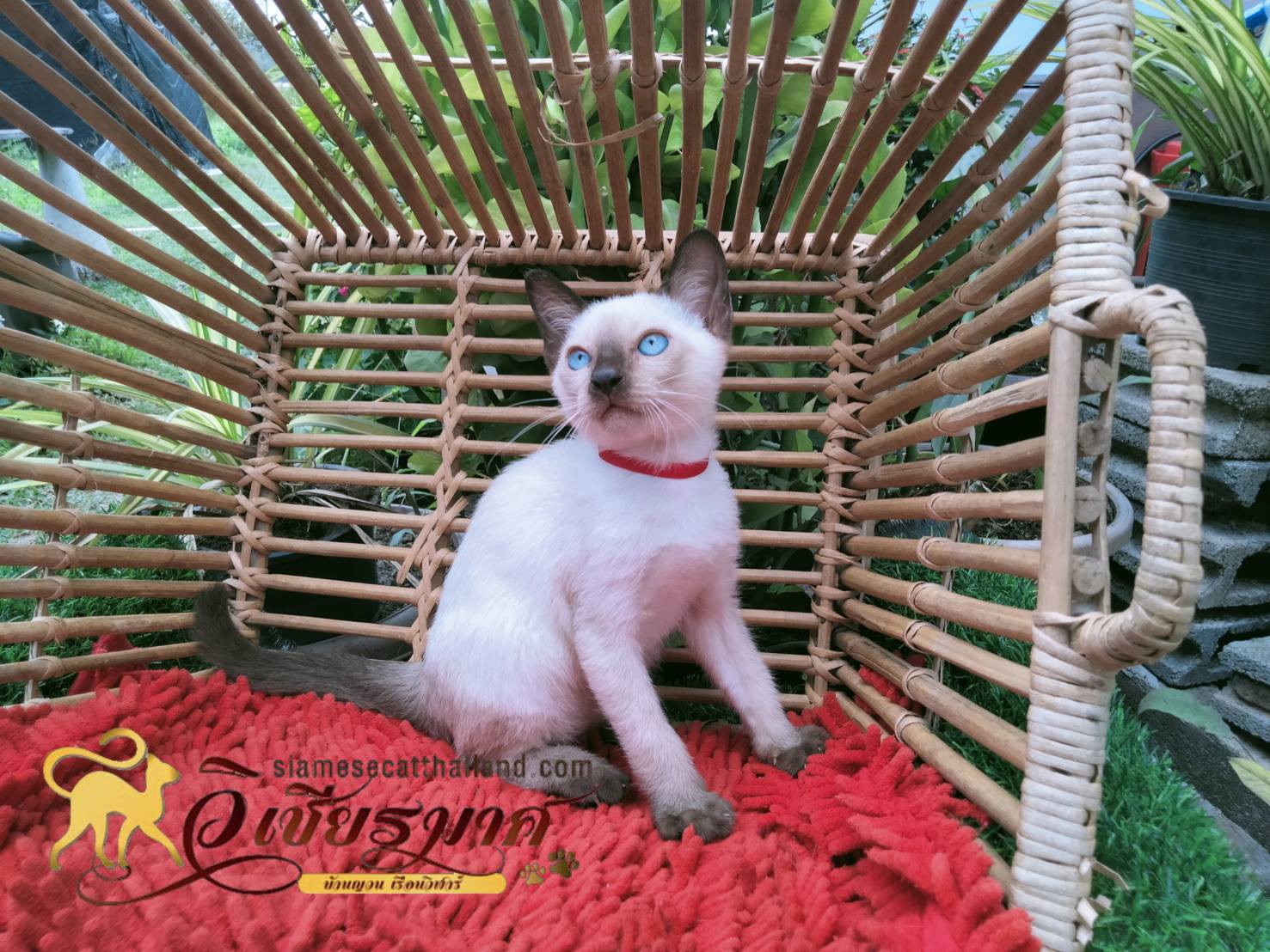 น้องแมว รุ่น 3/2565