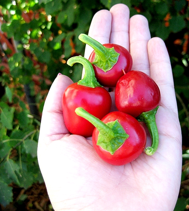 เมล็ดพันธุ์ พริกหวาน เชอรี่ - Cherry Sweet Pepper Seed