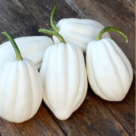 ฟักทอง แมสซ์โปเตโต้ - Mashed Potato Squash F1