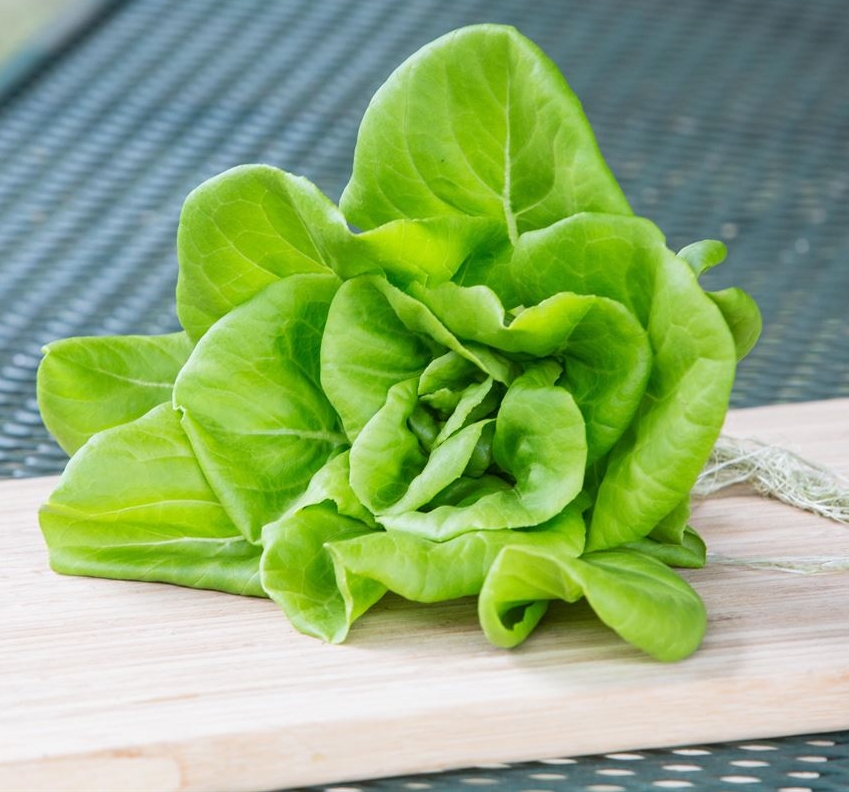 ผักสลัด บิบ - Bibb Lettuce