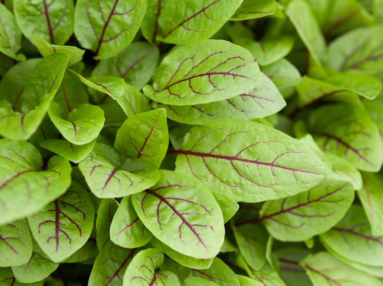 (Whole 1 Oz) ซอเรลก้านแดง - Red Veined Sorrel