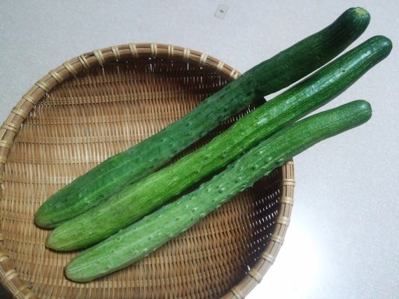 แตงกวายาวญี่ปุ่น - Japanese Long Cucumber