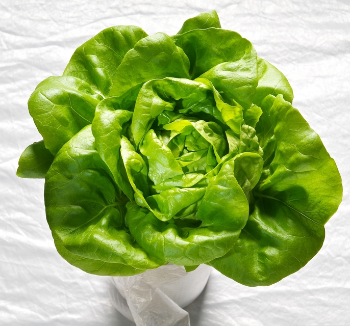ผักสลัด บิบ - Bibb Lettuce