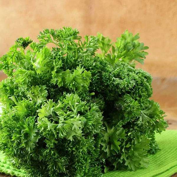 (Whole 1 Oz) พาสเลย์ใบหงิก - Moss Curled Parsley