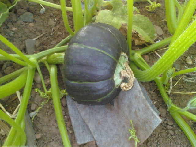 (Whole 1 oz) ฟักทองบัตเตอร์คัพ - Burgess buttercup squash