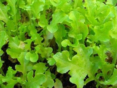 ผักสลัดโบว์ลเขียว - White Salad Bowl Lettuce