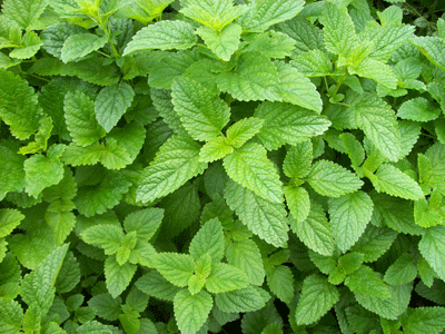 เลม่อนบาล์ม (สะระแหน่ฝรั่ง) - Lemon Balm