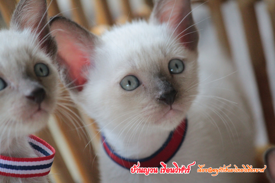 น้องแมวบ้านยวนเรือนวิฬาร์