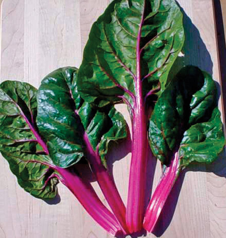 สวิสชาร์ตสีม่วง - Magenta Sunset Swiss Chard