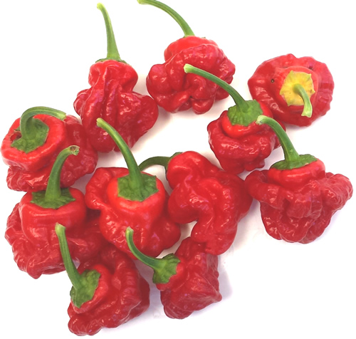 พริกจาไมก้า สีแดง - Red Jamaican Scotch Bonnet Pepper