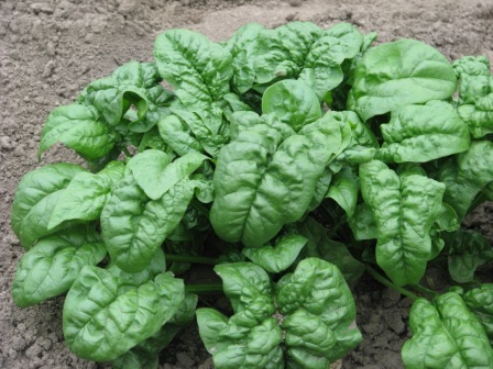 สปินิส บลูมเดล - Bloomdale Spinach