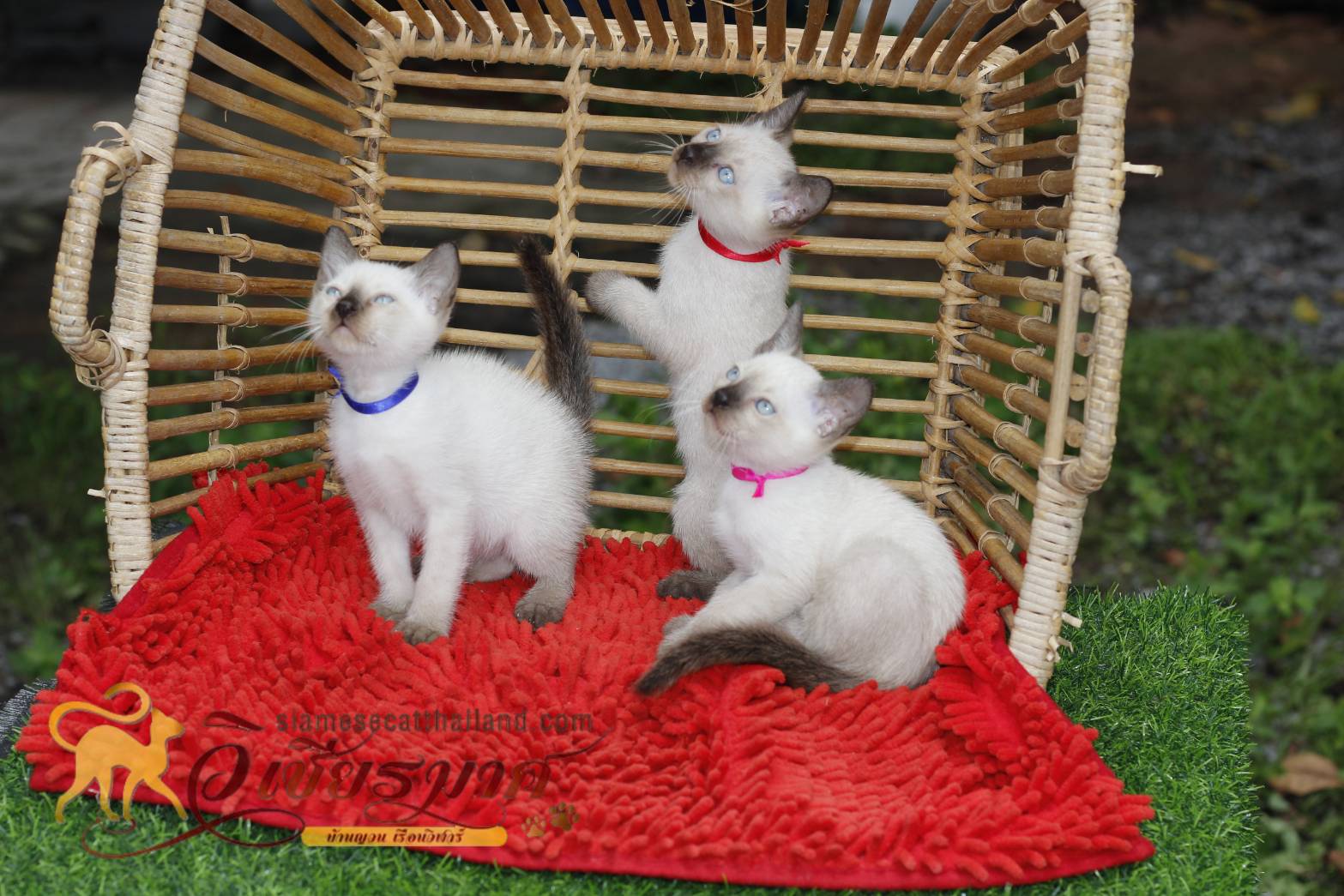 แมววิเชียรมาศ รุ่น 9/2565