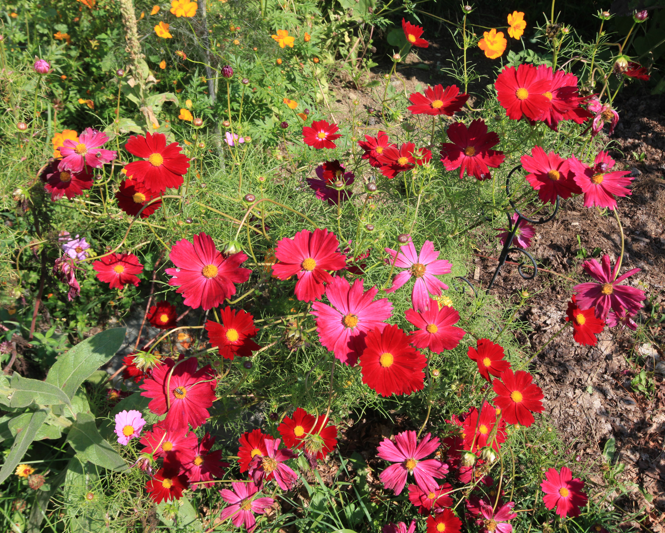 ดาวกระจายแดง - Red Dazzler Cosmos