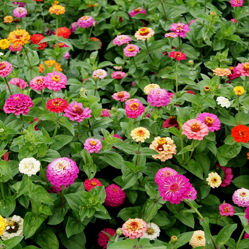(Whole 1 Oz) ดอกบานชื่น คละสี - Mixed CA Zinnia Flower
