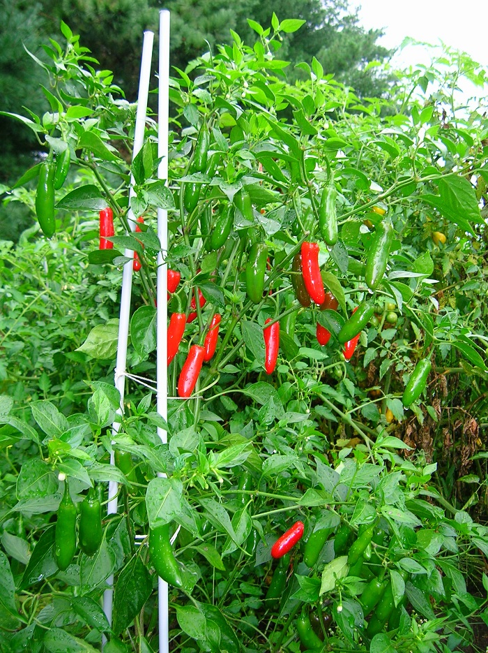 พริกเซอราโน่ - Serrano Mexican Pepper