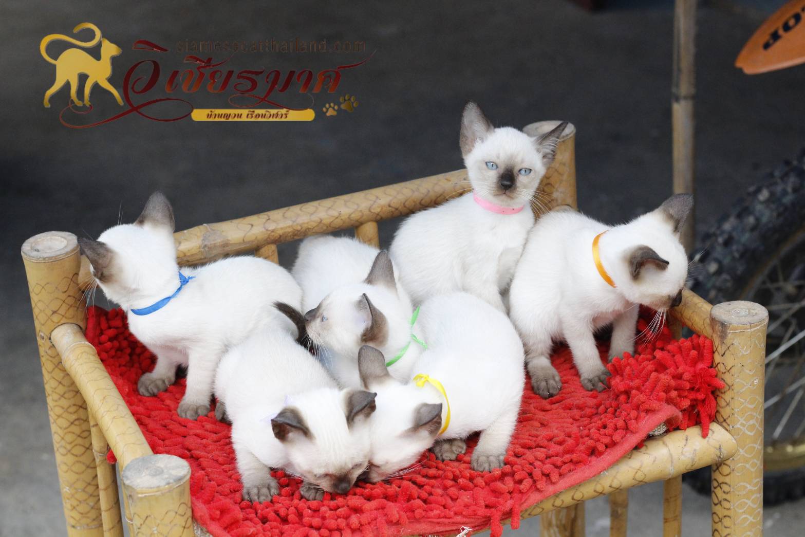 แมววิเชียรมาศ รุ่น 9/2565