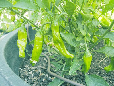 พริกญี่ปุ่น ชิชิโต - Shishito Pepper