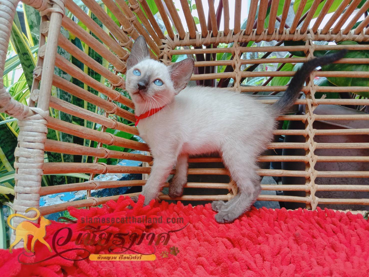 น้องเเมวรุ่น 4/2566