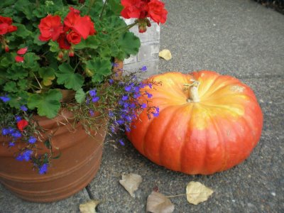 ฟักทองซินเดอเรลร่า - Cinderella Pumpkin