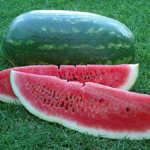 (Whole 1 Oz) แตงโมพันธุุ์คอนโก้ - Congo Giant Watermelon