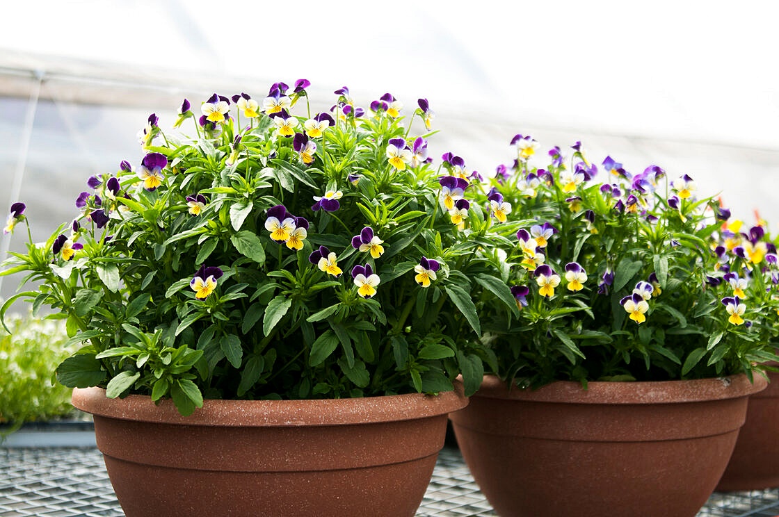 ดอกไวโอล่า คละสี - Helen Mount Johnny Jump Up Viola Pansy Flower