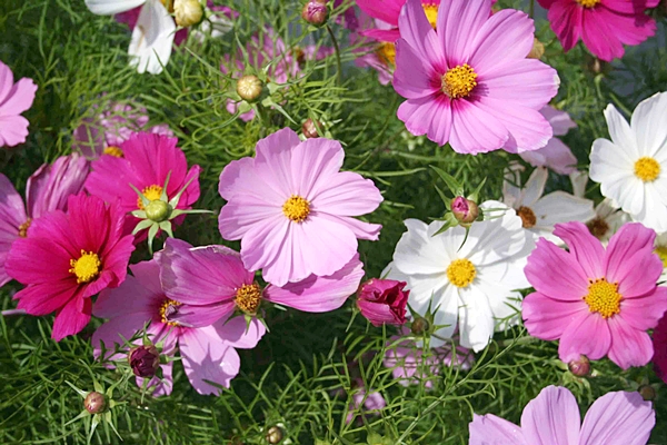 (Whole 1 Oz) ดาวกระจายคละสี - Mixed Cosmos Flower