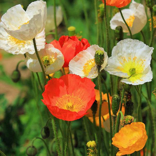 ดอกป็อปปี้คละสี - Poppy Flower Mix
